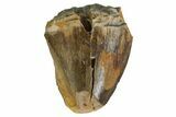 Serrated, Fossil Phytosaur Partial Tooth - Arizona #164660-1